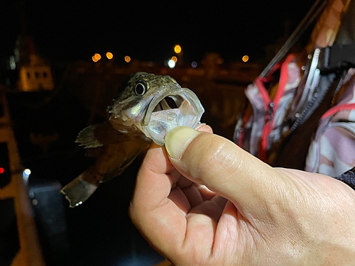 ソイの釣果