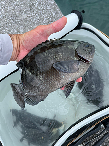 メジナの釣果