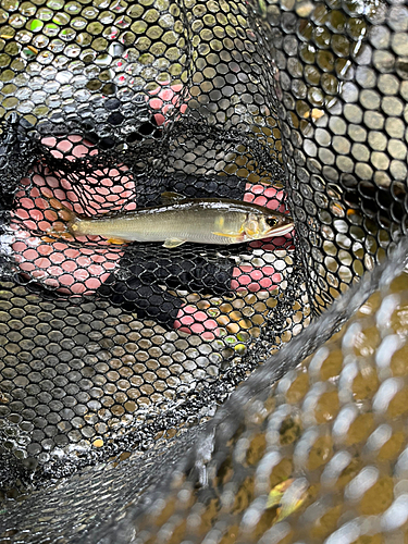 アユの釣果