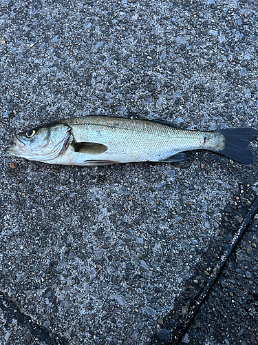 フッコ（マルスズキ）の釣果