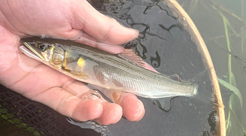 アユの釣果