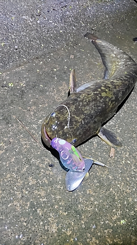 マナマズの釣果