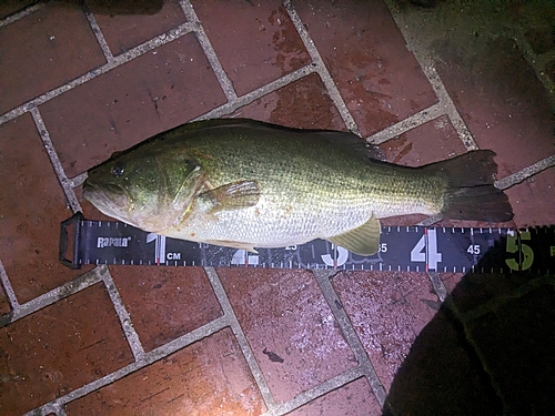 ブラックバスの釣果