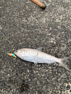 コノシロの釣果