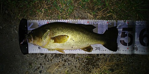 ブラックバスの釣果