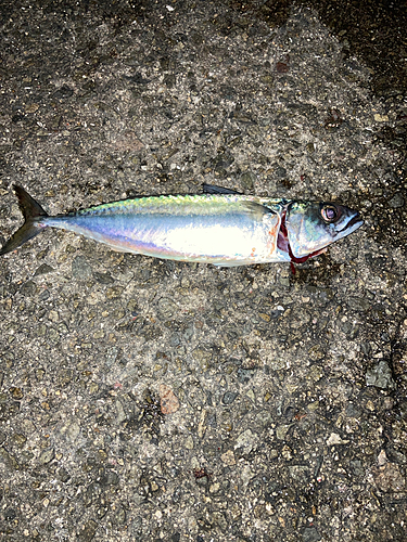 サバの釣果