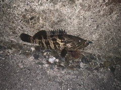 チャイロマルハタの釣果