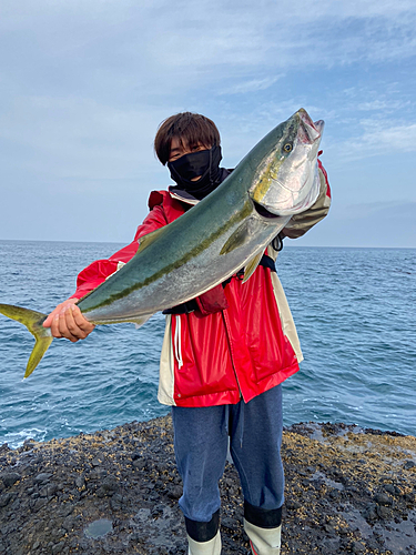 ブリの釣果