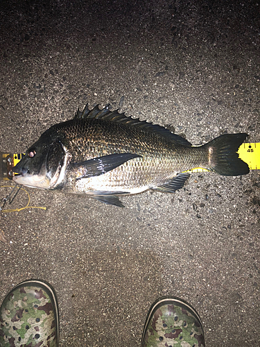 クロダイの釣果