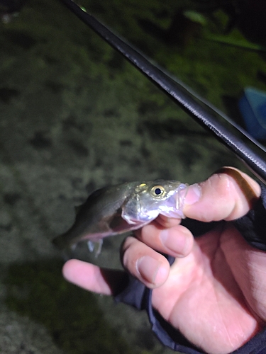 セイゴ（マルスズキ）の釣果