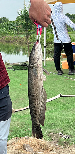 ライギョの釣果