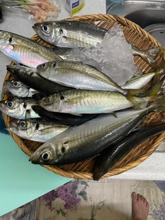 アジの釣果