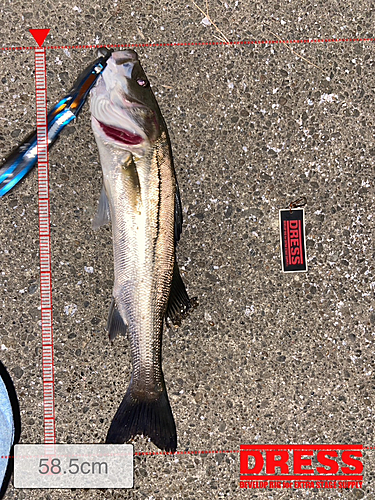 シーバスの釣果