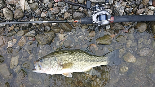 ラージマウスバスの釣果