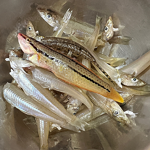 シロギスの釣果