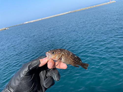 ガヤの釣果