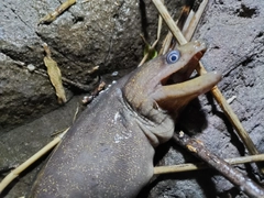 ウツボの釣果