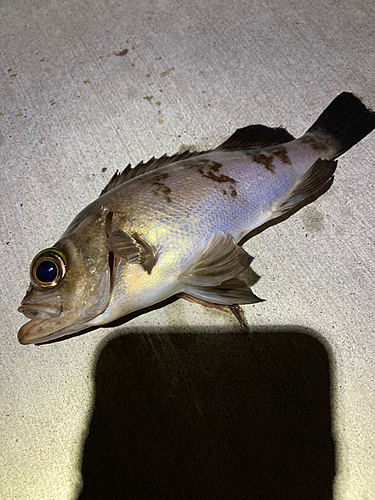 シロメバルの釣果