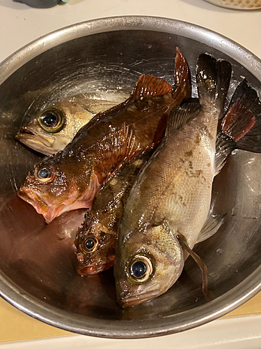 カサゴの釣果