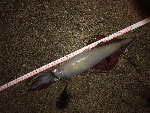 ケンサキイカの釣果