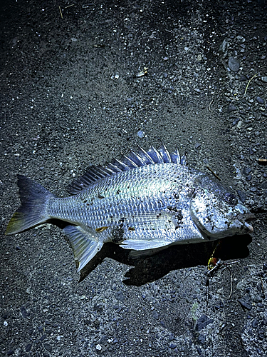 キビレの釣果