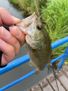 ラージマウスバスの釣果