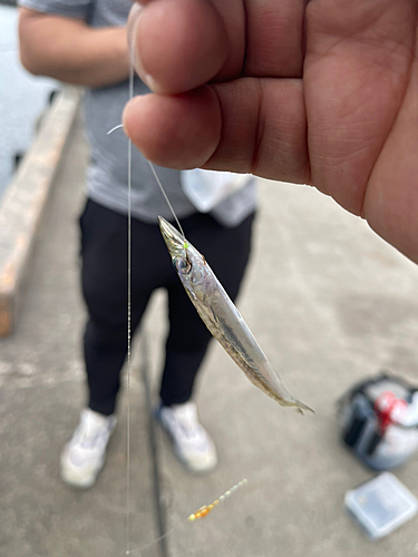 アカカマスの釣果