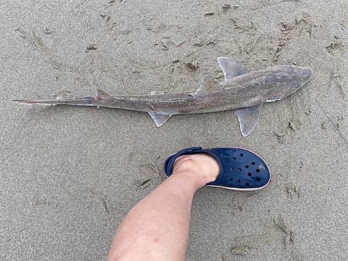 サメの釣果