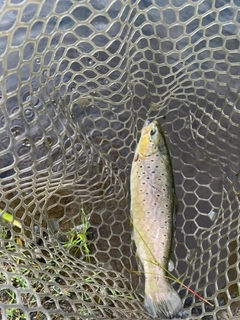 ニジマスの釣果