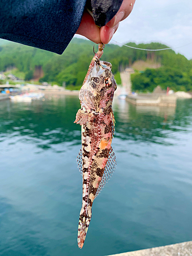 アナハゼの釣果