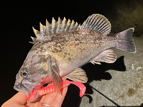 クロソイの釣果