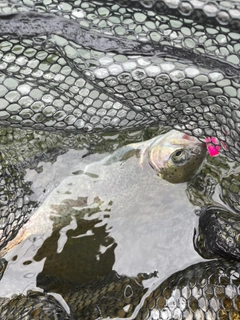 ニジマスの釣果