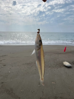 シロギスの釣果