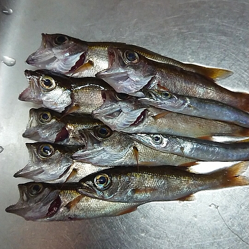 クロムツの釣果