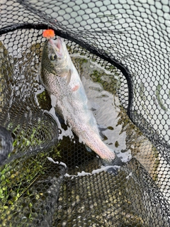 ニジマスの釣果