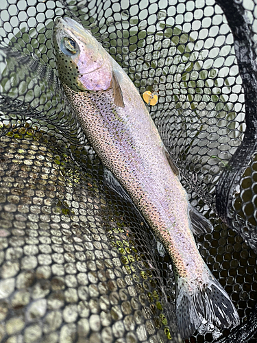 ニジマスの釣果