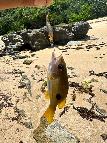 ヤマトビーの釣果