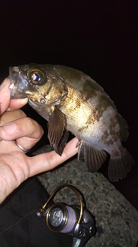 メバルの釣果