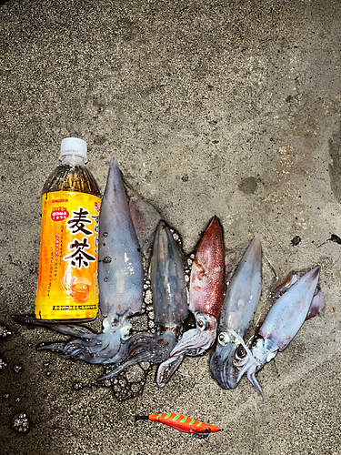 ケンサキイカの釣果