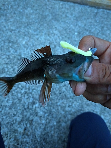 アナハゼの釣果