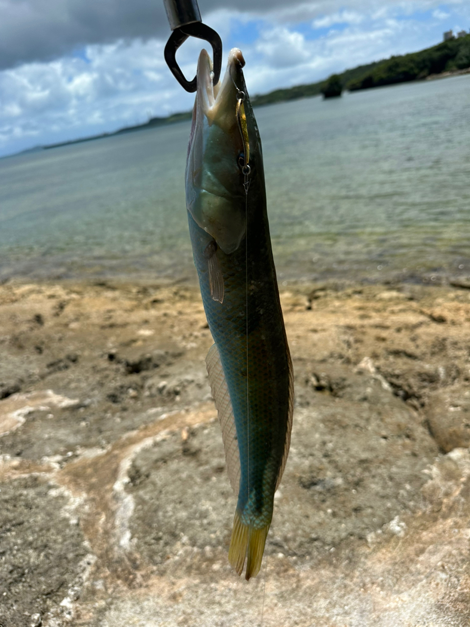 カマスベラ