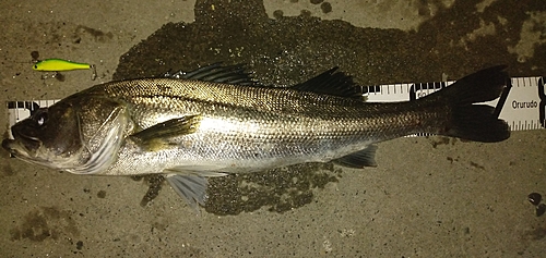 シーバスの釣果