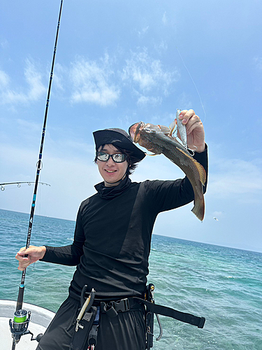 ハタの釣果