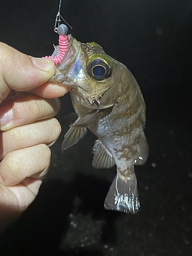 シロメバルの釣果