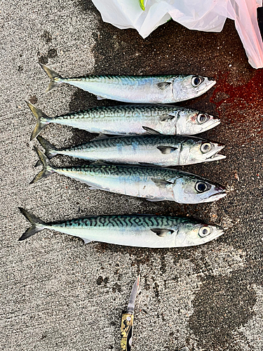 サバの釣果