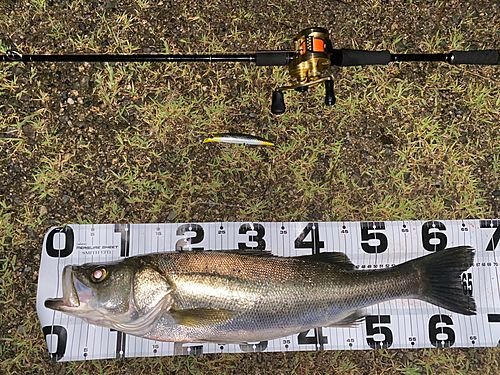 シーバスの釣果