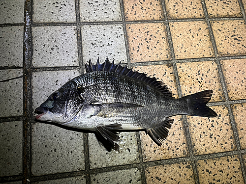 クロダイの釣果