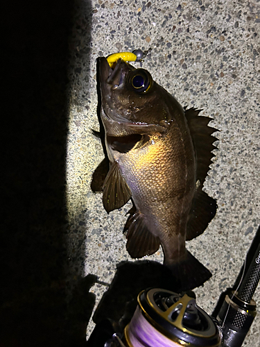 シロメバルの釣果