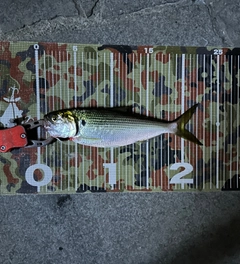 コノシロの釣果