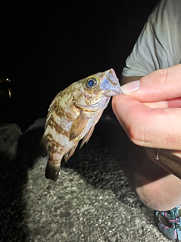 メバルの釣果